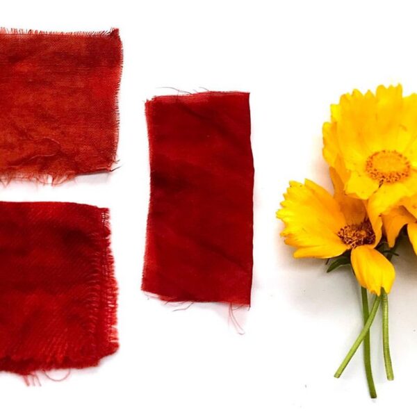 Initiation à la cueillette et teinture végétale