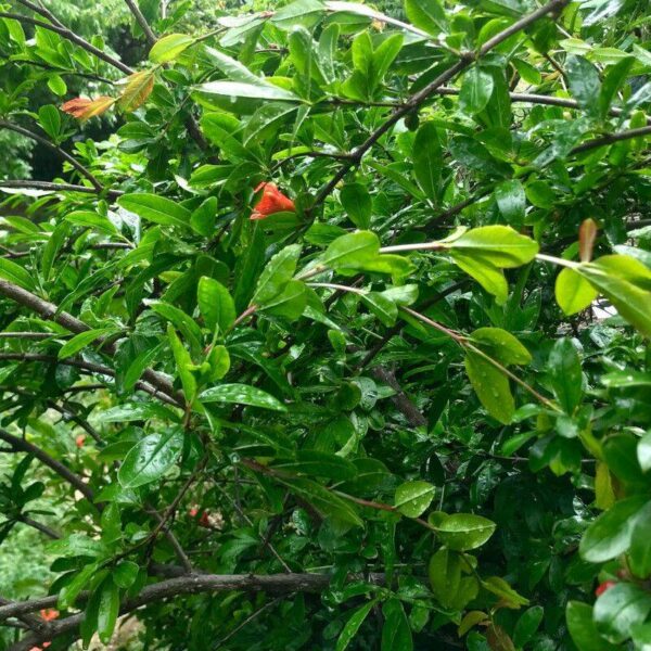 Grenade biologique Grenade biologique