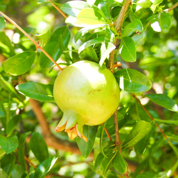 Grenade biologique grenade biologique
