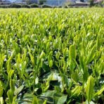 Thé vert Konacha - 200g