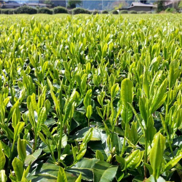 Thé vert Konacha - 200g Thé vert Konacha - 200g