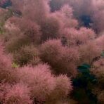 Fustet ou Arbre à perruques - 200g