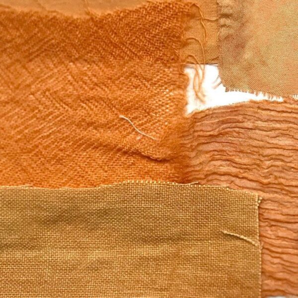 Fustet ou Arbre à perruques - 200g Fustet ou Arbre à perruques - 200g