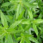 Garance des teinturiers