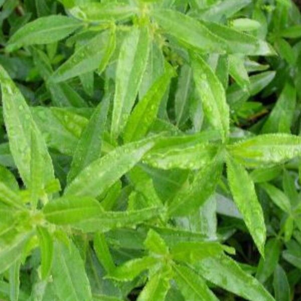 Garance biologique - 500g Garance des teinturiers