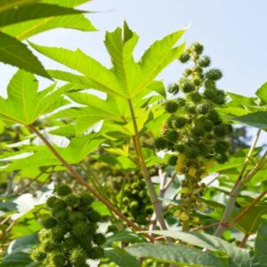 Plante annuelle à croissance rapide, avec graines dont l’huile est utilisée pour fixer les colorants sur fibres textiles.