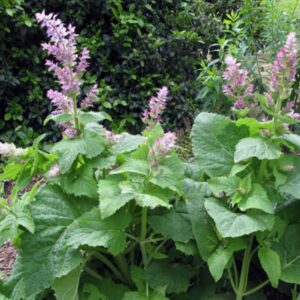 La Sauge sclarée est une plante bisannuelle d’environ 1 m aux fleurs aromatiques et médicinales, utilisées pour l’extraction d’huile essentielle en parfumerie.