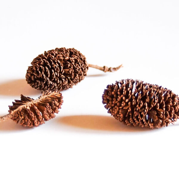 Yashabushi yashabushi