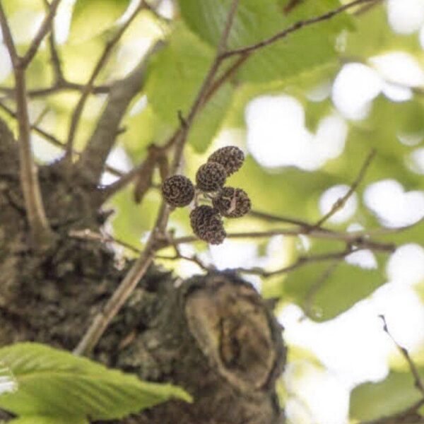 Yashabushi Yashabushi