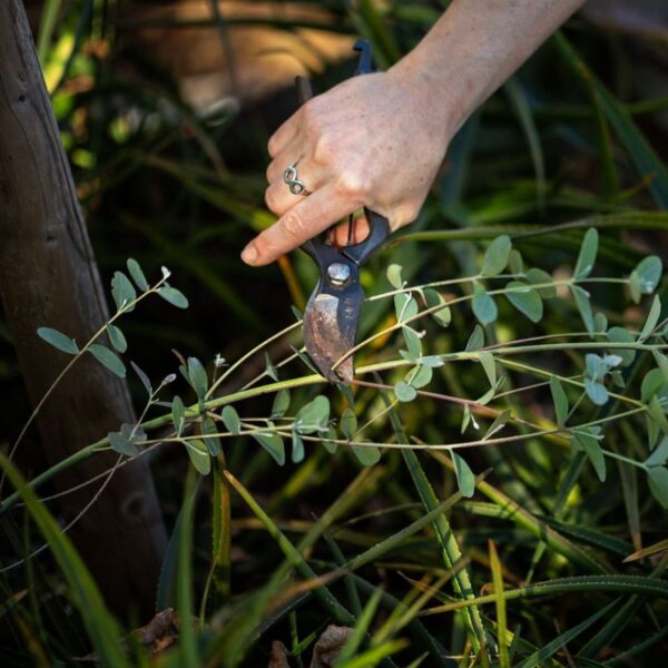 secateur secateur