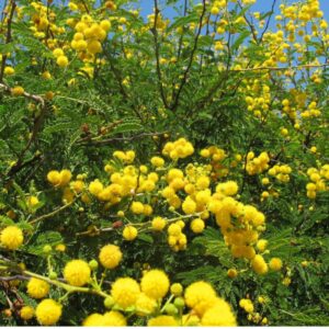 Plante africaine aux petites feuilles épineuses et fleurs jaune orangé, utilisée pour produire un colorant noir et pour le tannage du cuir.