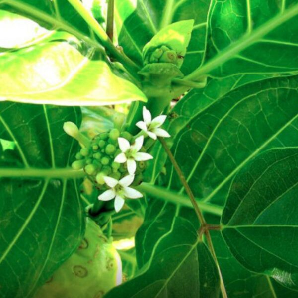 Fromager ou Morinda - 100g Formager ou Morinda - 100g