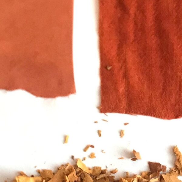 Fromager ou Morinda - 100g Formager ou Morinda - 100g