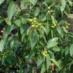 Bois de santal - 100g