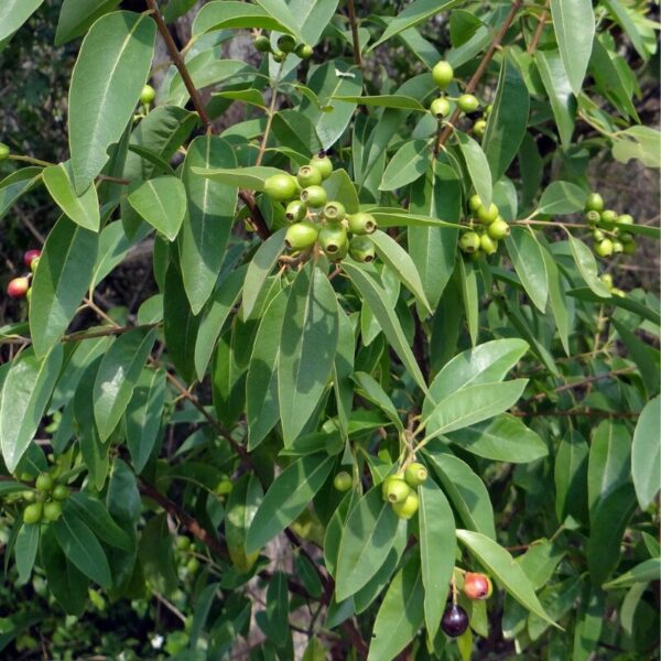 Bois de santal - 100g Bois de santal - 100g