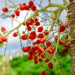 Extrait d'Arequier - 100g