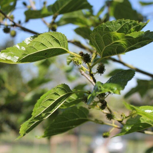 Extrait de chlorophylle Extrait de mûrier