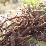 Extrait de garance - 100g