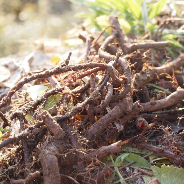 Extrait de garance Extrait de garance - 100g