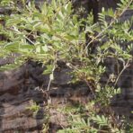 Indigotier poudre - 100g