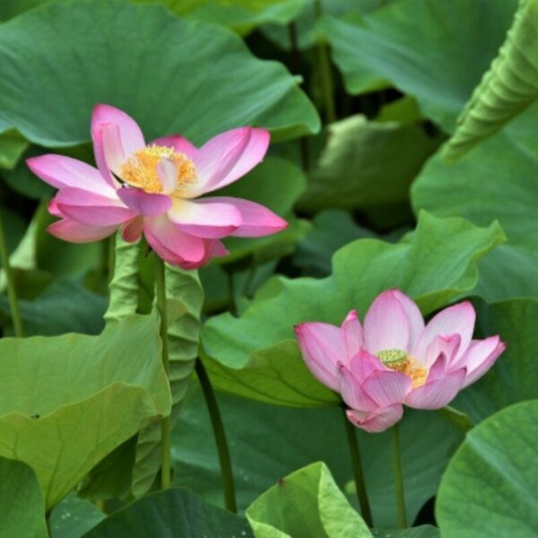 Lotus sacré - 100g Kamala - 100g