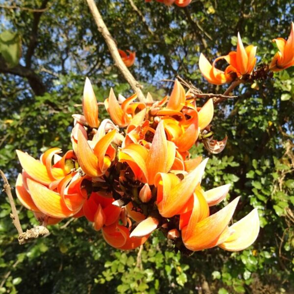 Palas ou Arbre à perroquet - 100g Palas ou Arbre à perroquet - 100g