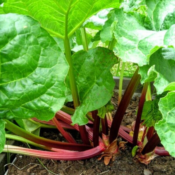 Rhubarbe de l’Himalaya Rhubarbe de l’Himalaya 100g