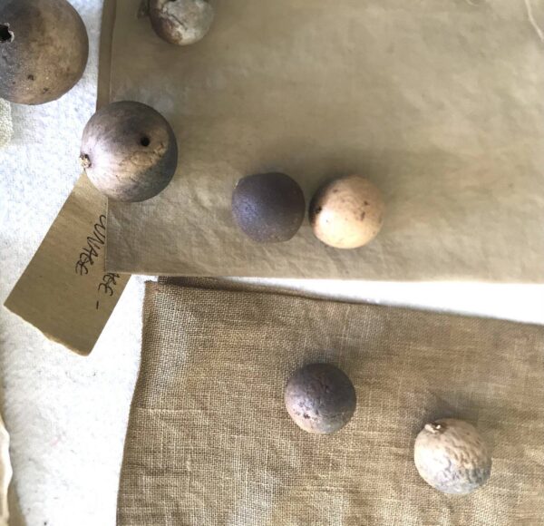 Galle du chêne blanc - 200g Galle du chêne blanc - 200g