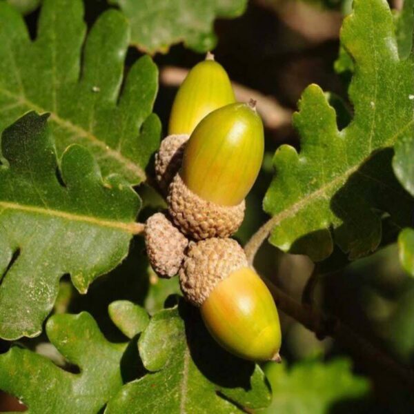 Galle du chêne blanc - 200g Galle du chêne blanc - 200g