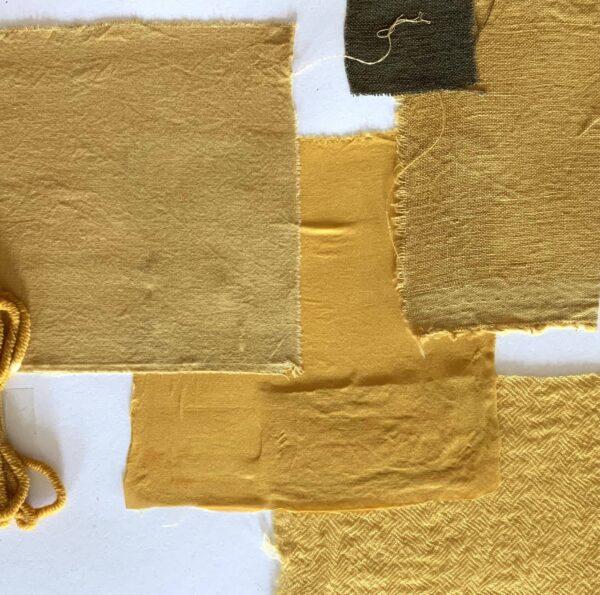 Immortelle commune - 100g Immortelle commune - 200g