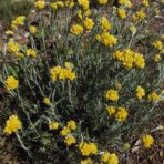 Immortelle commune - 200g