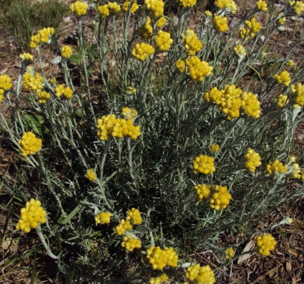 Immortelle commune - 100g Immortelle commune - 200g