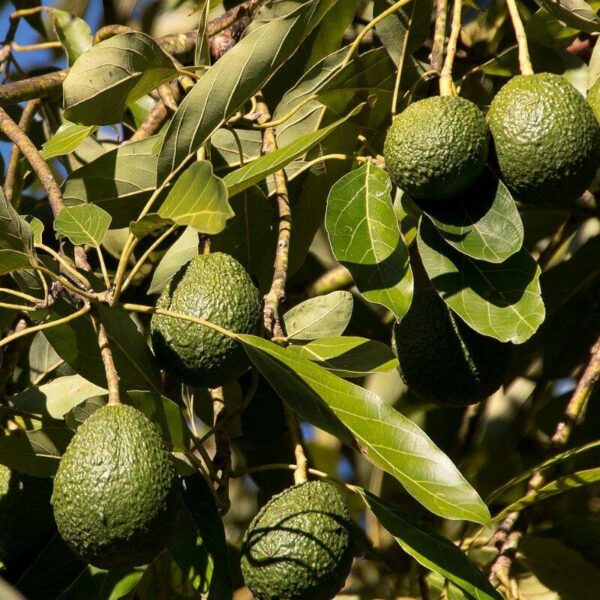 Avocat - 100g Avocat - 100g