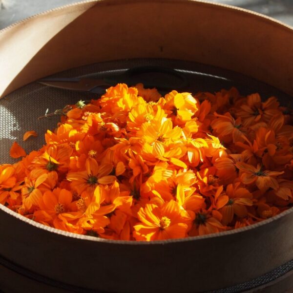 De la botanique à la teinture végétale - 5 jours