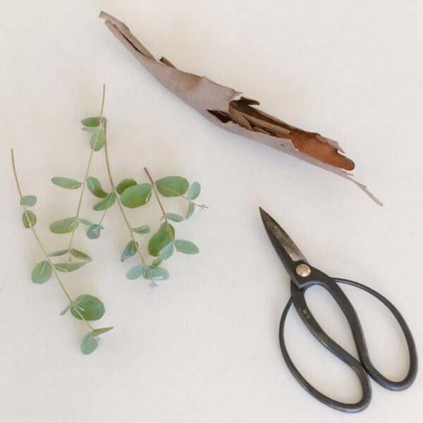 Formation De la botanique à la teinture végétale - 5 jours