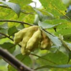 Noix de galle du sumac - 100g