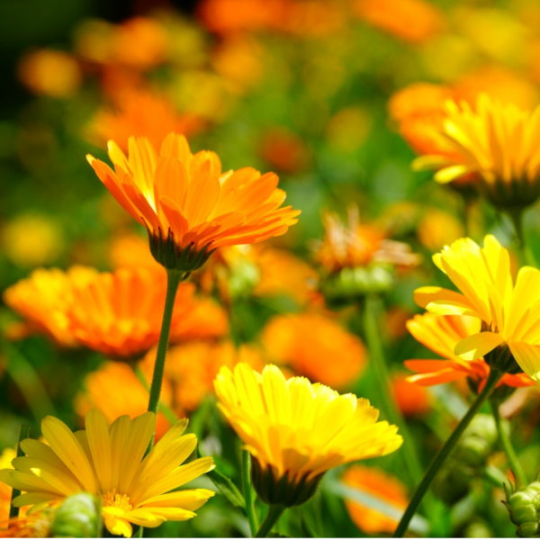 Soucis des jardins Soucis des jardins