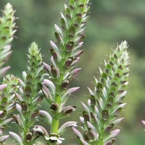 Acanthe à feuilles molles