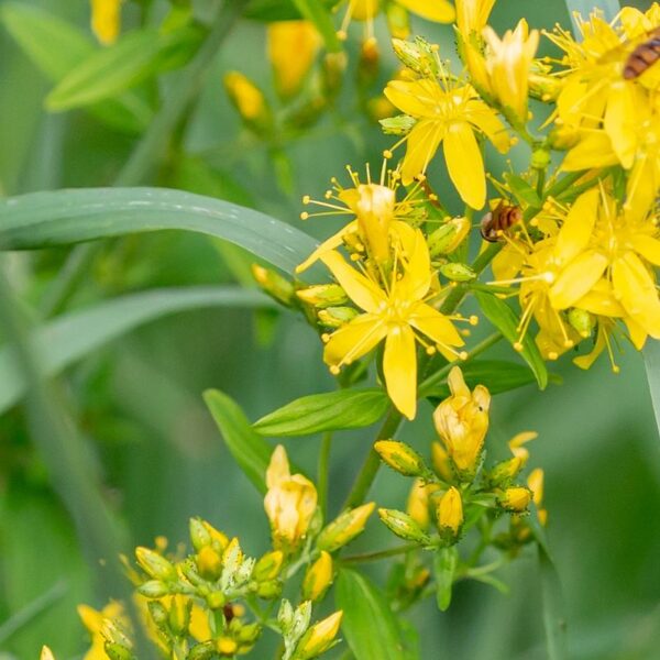 Aigremoine Eupatoire