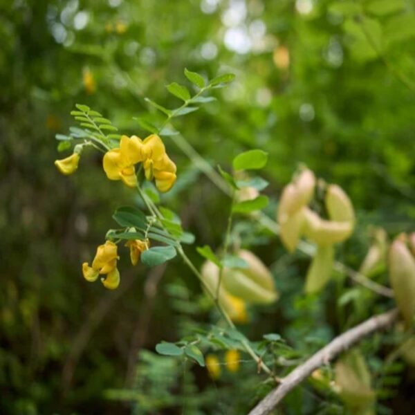 Baguenaudier ou Arbre à vessies