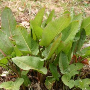 Racine de Patience (oseille sauvage), jaune safran à l’intérieur, utilisée pour produire un colorant naturel jaune miel.