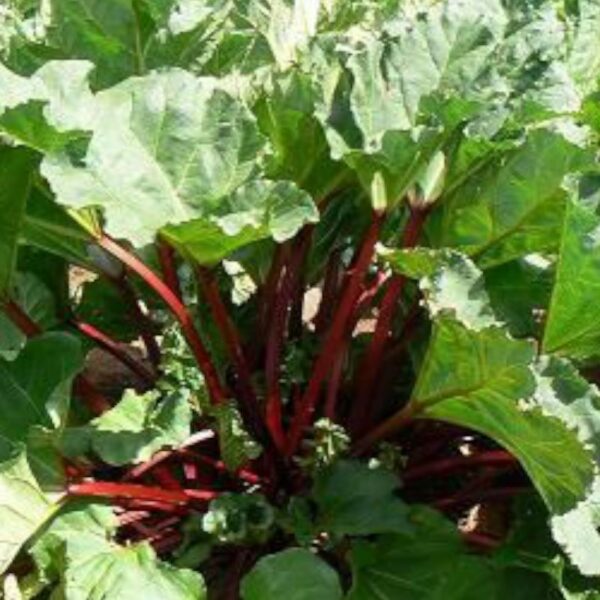 Rhubarbe rhapontique Plante herbacée vivace aux feuilles et rhizomes, utilisée pour produire des colorants naturels jaune et rouge orangé.