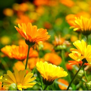 Le souci des jardins, plante herbacée méditerranéenne, fournit une teinture jaune crème naturelle à partir de ses fleurs.