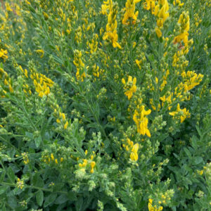 Genet des teinturiers