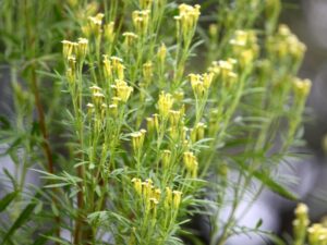 La Tagète nématocide est une plante peu exigeante du jardin, aux fleurs jaune pâle, dont les déchets verts éliminent les nématodes et désinfectent le sol.