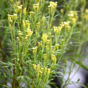 La Tagète nématocide est une plante peu exigeante du jardin, aux fleurs jaune pâle, dont les déchets verts éliminent les nématodes et désinfectent le sol.