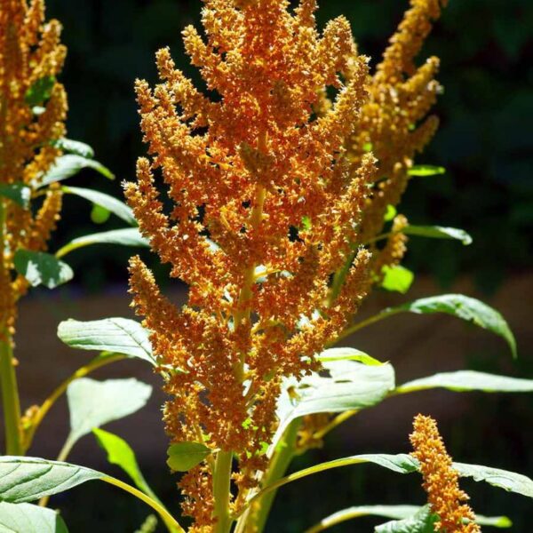 Amarante jaune Amarante jaune