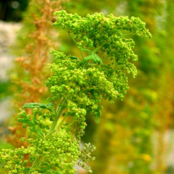 Chénopode fausse ambroisie