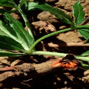 Garance des teinturiers