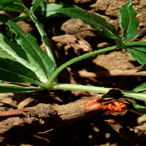 Garance des teinturiers Garance des teinturiers